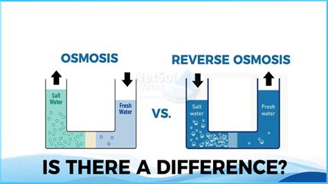 Revealing The Truth Osmosis Vs Reverse Osmosis Netsol Water