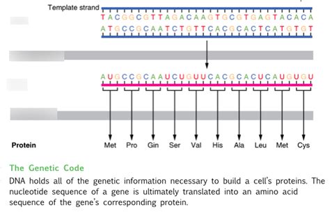 The Genetic Code Diagram Quizlet