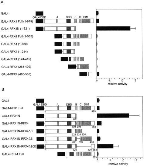 Domain Analysis Of The Rfx4 Protein A Transcriptional Activity Of Download Scientific Diagram