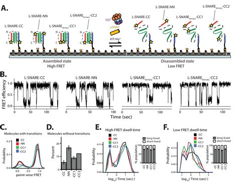 Nsf Mediated Disassembly Of On And Off Pathway Snare Complexes And