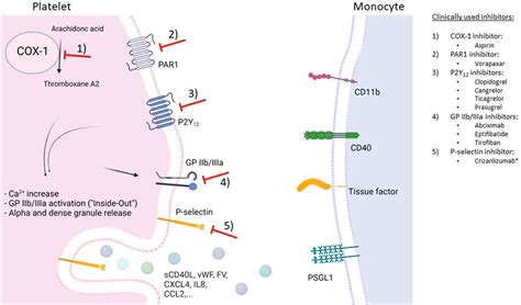 Frontiers Platelet Monocyte Aggregates Molecular Mediators Of