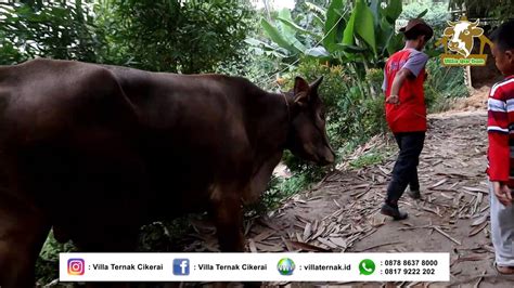 Villa Qurban Pusat Hewan Qurban Terbesar Di Banten Villa Ternak