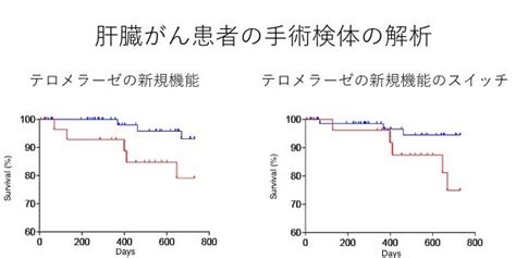 細胞不死化酵素「テロメラーゼ」に新しいがん化機能を発見｜国立がん研究センター