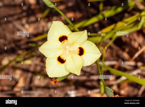 Dietes Bicolor The African Iris Fortnight Lily Or Yellow Wild Iris
