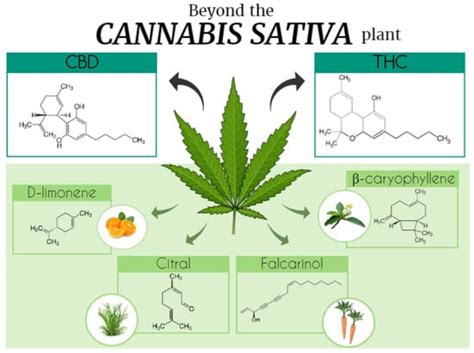 Molecules Free Full Text Terpenoids Cannabimimetic Ligands Beyond