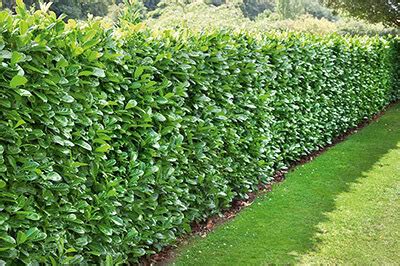 Fast Growing Hedges Shrubs For Privacy Instanthedge