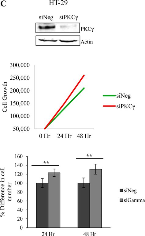 Effect Of PKC Gamma Knockdown On Proliferation Of Colon Cancer Cells