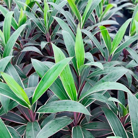 Cordyline flowering plants