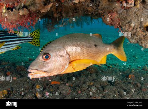 Onespot Snapper Lutjanus Monostigma With Oriental Sweetlips