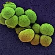 Micrococcus Luteus Bacteria Photograph By Ami Images Pixels