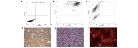 Characterization Of Progenitor Cells From Perichondrial Tissue A~c Download Scientific