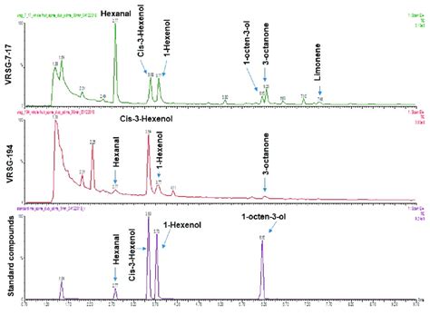 Typical GC MS SIM Chromatograms Of The Extract Obtained From The