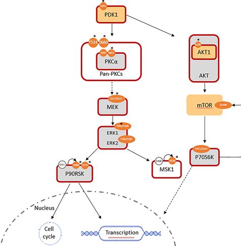 Frontiers Pkc Mediated Phosphorylation And Activation Of The Mek Erk