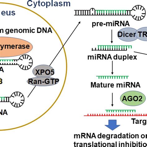 Micrornas Are Derived From The Genome To Control Target Gene Expression Download Scientific