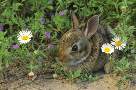 There’s a bunny boom in Seattle right now. Here’s why