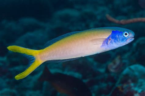 Tilefish: Appearance, Facts, Habitat, and More - Ocean Info