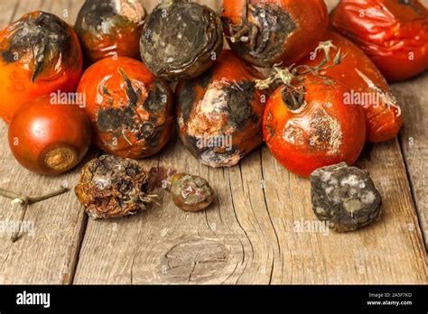 Moldy Tomatoes Storage Of Vegetables Unhealthy Food Mold On Vegetables Spoiled Food Stock