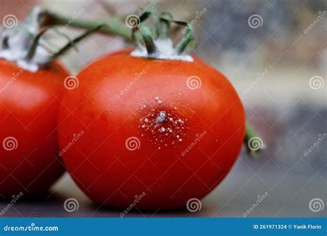 Tomate Vermelho Vivo Estragou Se E Mostra Manchas De Molde Foto De