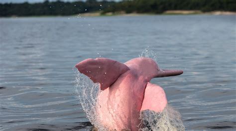 Pink Dolphins? – etee