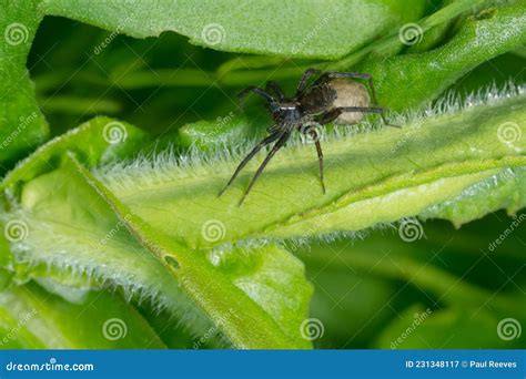 Thin-legged Wolf Spider - Genus Pardosa Stock Image - Image of ...