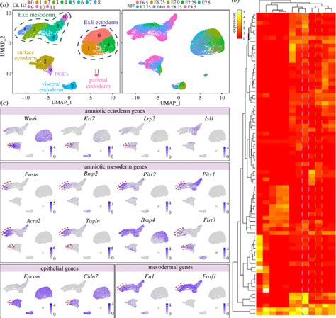 Identification Of The Molecular Signature Of The Amniotic Ectoderm And Download Scientific