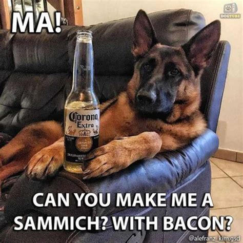 50+ German Shepherd Memes (Memes That Cure Sadness) – GSD Colony