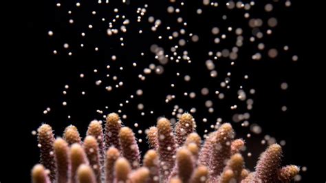 Coral Spawning Whitsunday Escape