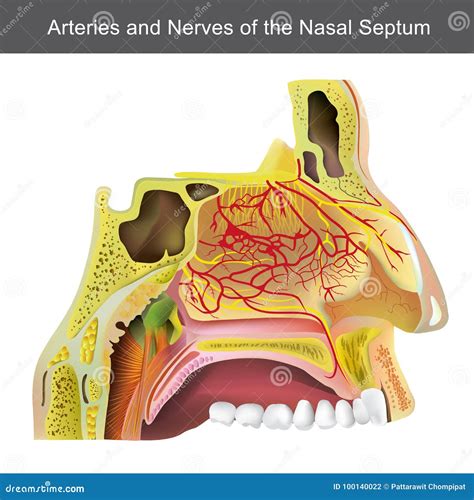 The Nasal Cavity Royalty Free Cartoon 39791903