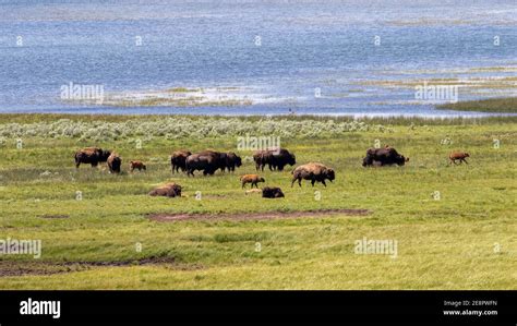 Bison in Yellowstone Stock Photo - Alamy