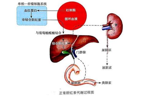 临床上遇到总胆小于直胆，怎么处理？学术交流检验视界检验视界网