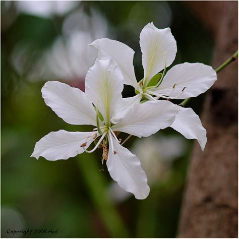 White Bauhinia Bauhinia variegata var candida 白花洋紫荊 1 Flickr