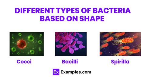 Bacteria Definition Lists Types Structure Classification