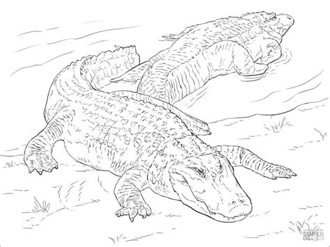 Two American Alligators Coloring Page Coloringbay