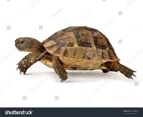 1,382 Turtle Running Stock Photos, Images & Photography | Shutterstock