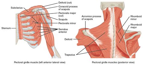 Anatomy And Physiology Lab I On OpenALG