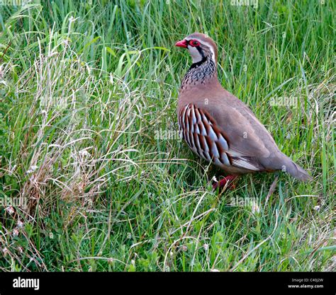 Red Legged Partridge Alectoris Rufa At Rest In Coastal Grassland Stock