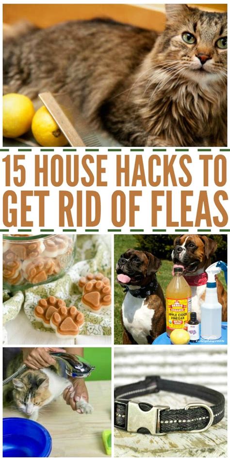 Homemade Remedies For Fleas On Dogs