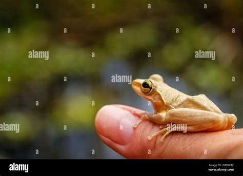 frog, madagascar, frogs, madagascars Stock Photo - Alamy