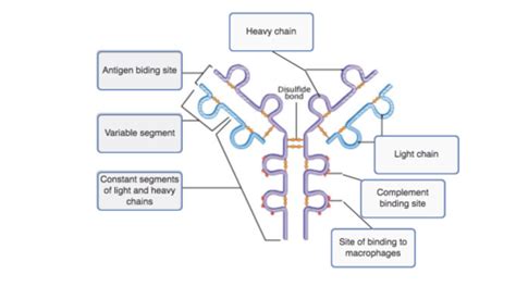 Antibody Structure And Function Flashcards Quizlet