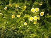 Caracter Sticas E Cultivo Do Ovos Estrelados Limnanthes Douglasii