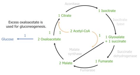 Ciclo Del Glioxilato Concise Medical Knowledge