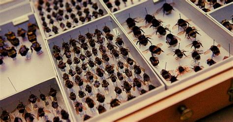 Top Insect Museums Worldwide Best Bug Collections And Exhibits