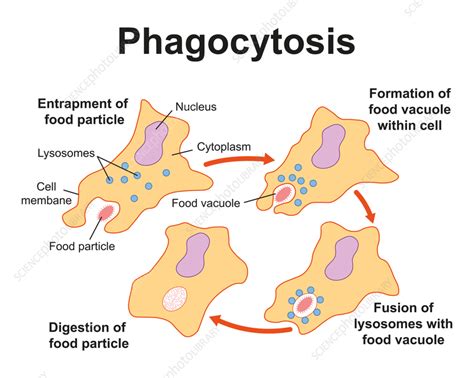 Phagocytosis Illustration Stock Image F0374430 Science Photo