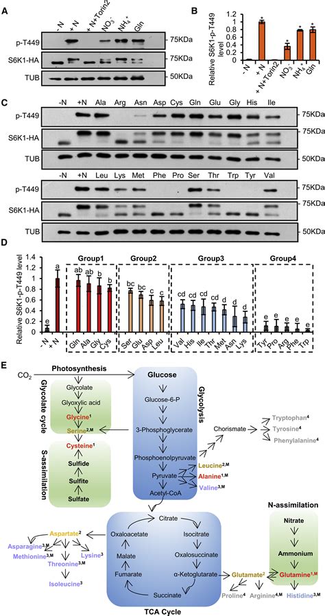 Diverse Nitrogen Signals Activate Convergent Rop Tor Signaling In