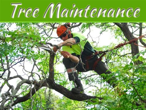 Why Proper Tree Maintenance Can Increase The Value Of Your Home My Decorative