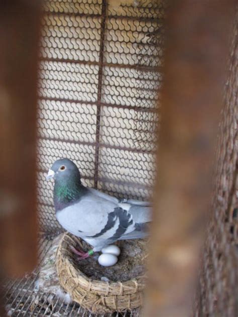 Pigeon Fostering Winning Pigeon Racing And Racing Pigeons Strategies