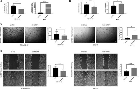 Lncrna Nr2f1‐as1 Promotes Breast Cancer Angiogenesis Through Activating