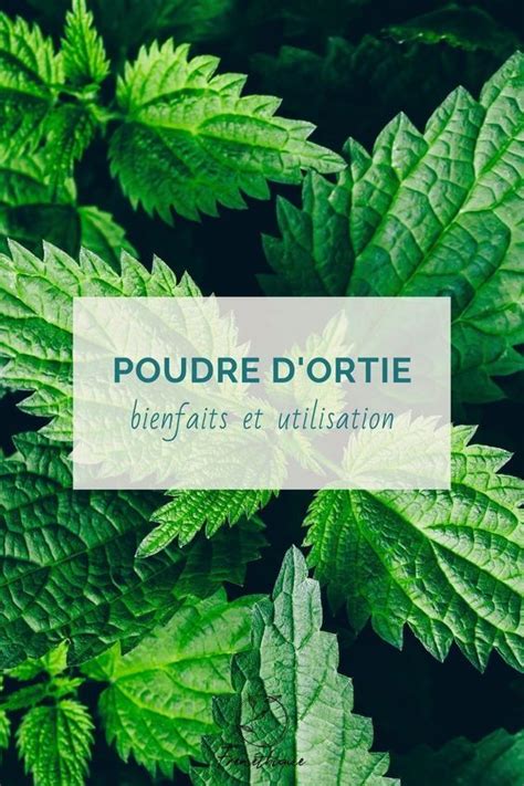 L Ortie Une Plante Aux Nombreux Bienfaits Artofit