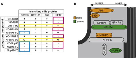 Protein Interaction Analysis Provides A Map Of The Spatial And Temporal