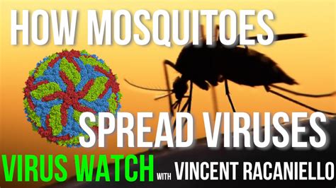 How Mosquitoes Spread Viruses YouTube